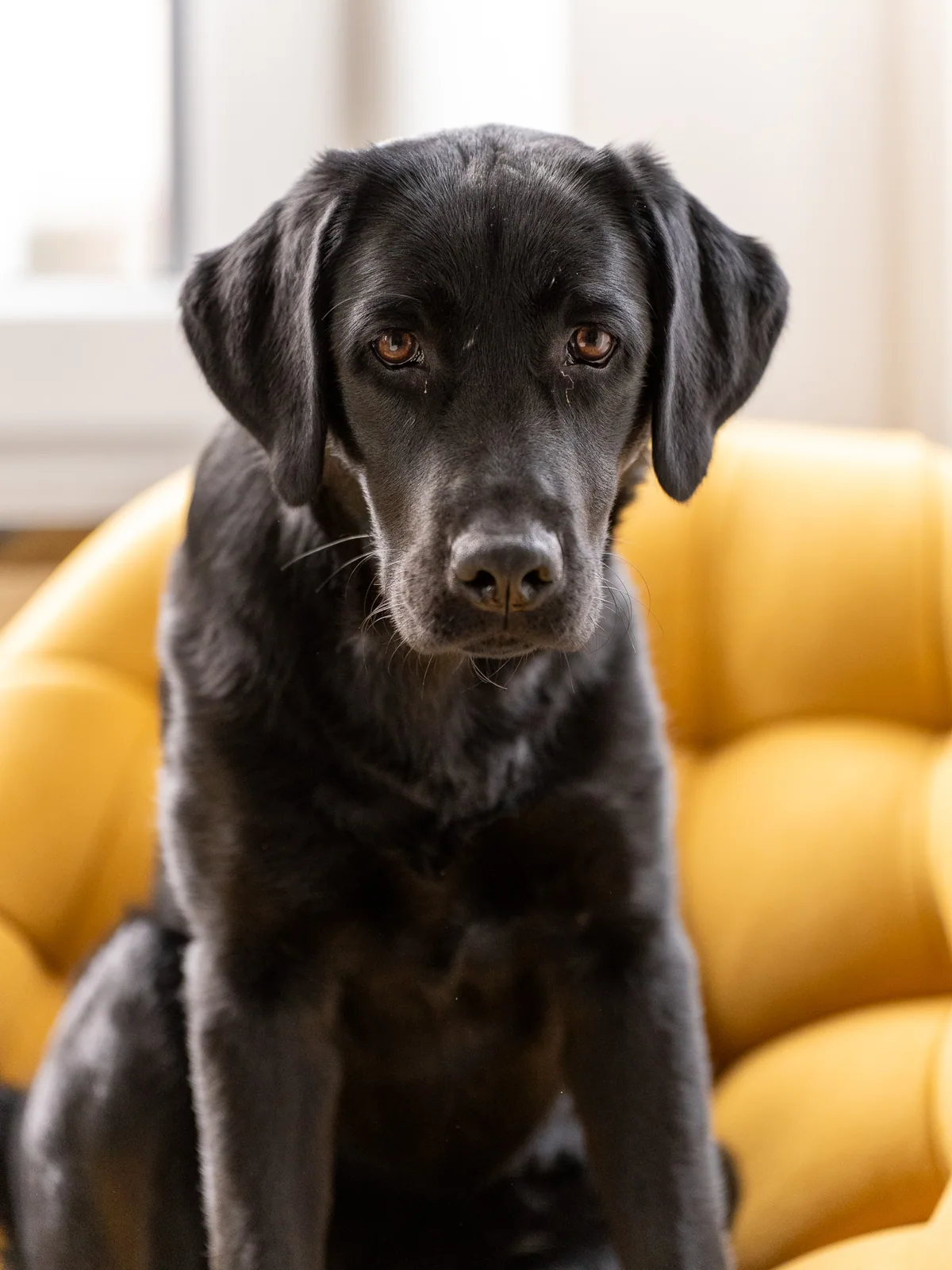 Lilli, Bürohündin bei newcubator