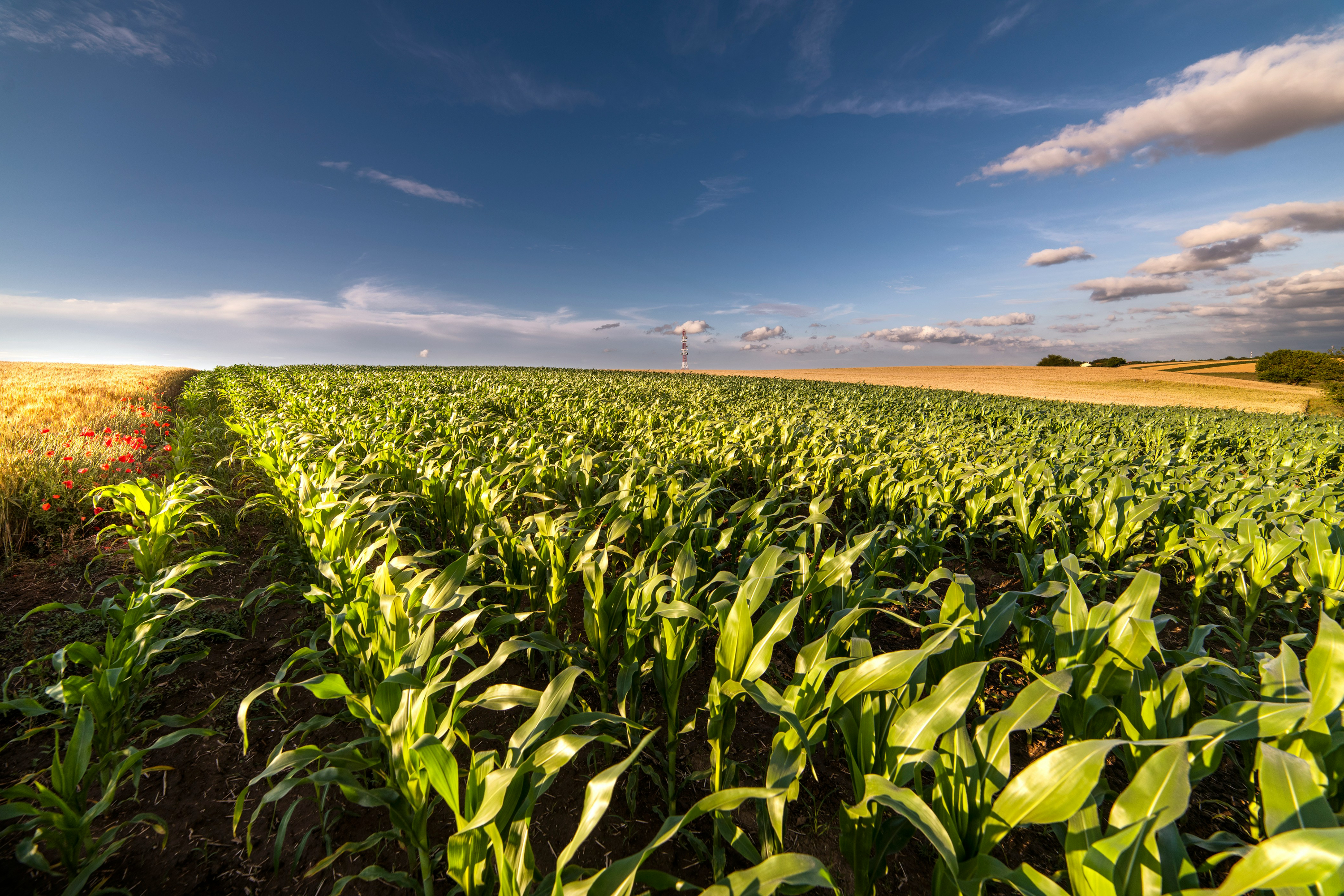 Eine Digital-Farming-Anwendung verbindet Feldkarte, Wetterdaten, Satelliteninformationen und Maßnahmenstatus in einer ruhigen Weboberfläche.