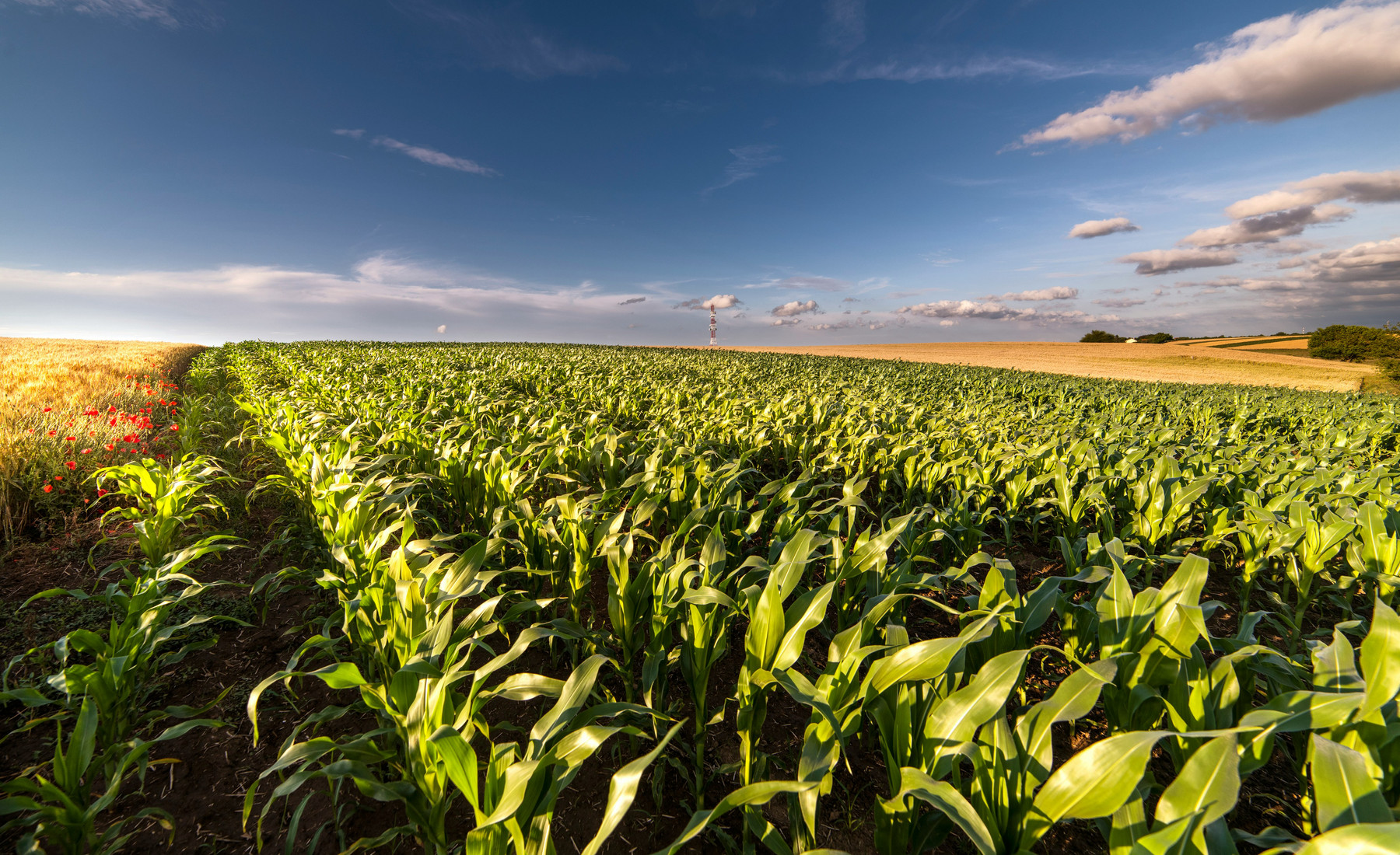 Maisfeld als landwirtschaftlicher Kontext für kartenbasierte Agrarsoftware.